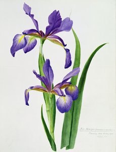 Iris monspur - Unbekannt Unbekannt